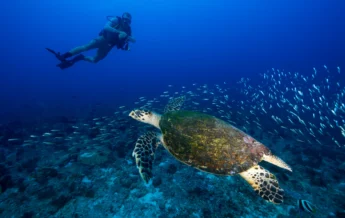 North Island Scuba Diving yellow zebra safaris