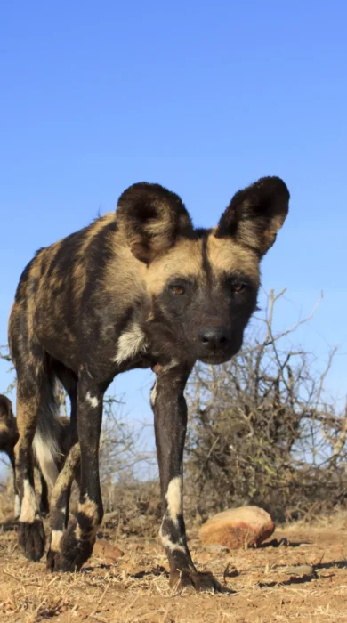 african wild dog, madikwe game reserve, south africa