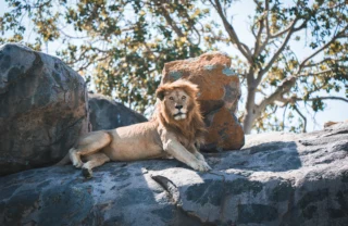 Lion wildlife, Serengeti Green Camp, Serengeti, Tanzania