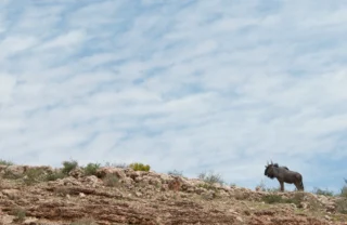 buffalo in the madikwe game reserve, south africa