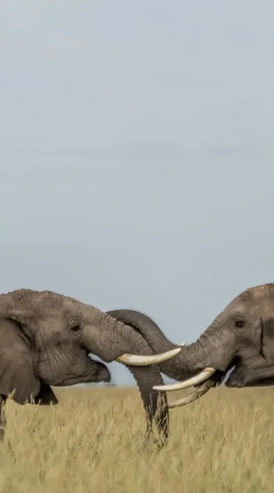 Elephant wildlife, Angama Mara, Kenya