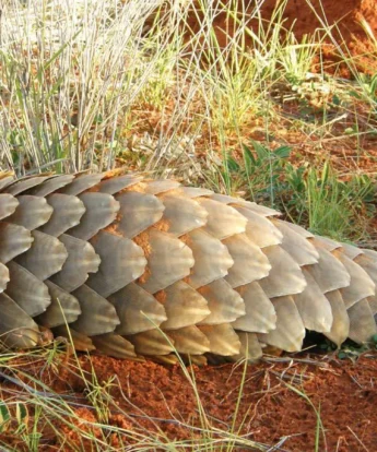 pangolin, tswalu kalahari, south africa safaris
