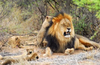 lion safaris, tswalu kalahari, south africa