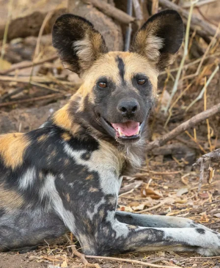 wild dog, the orginal south luangwa camps, zambia trips