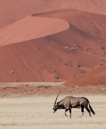 kulala desert lodge, africas oldest deserts