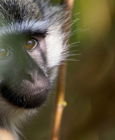 monkey, murchison falls, from the source of the Nile to the mountain gorillas