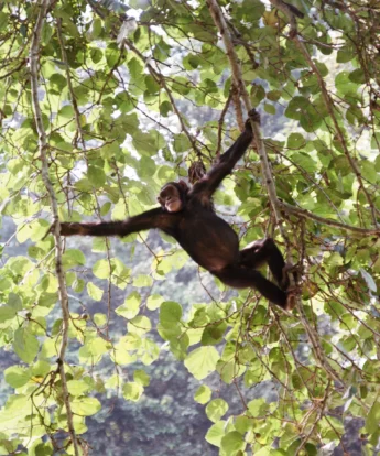 Kyambura Gorge Lodge, queen elizabeth national park, ugandas great apes