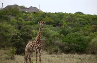giraffe, phinda game reserve, south africa safaris
