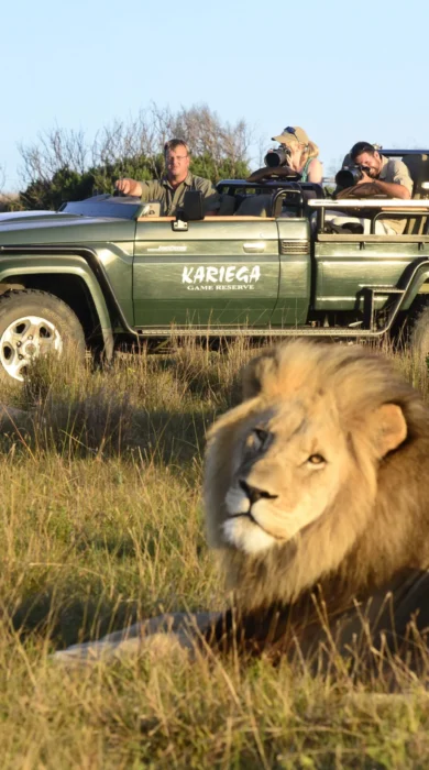 lion game drive, kariega game reserve, south africa