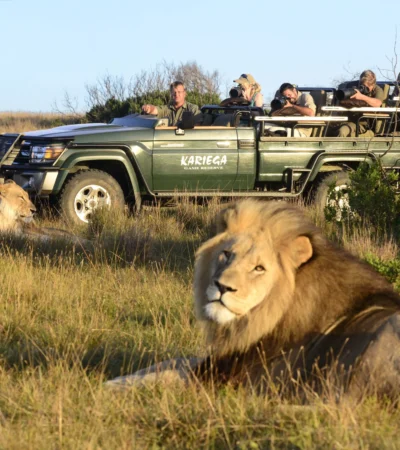 lion game drive, kariega game reserve, south africa