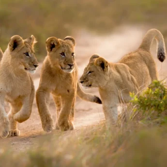 Lion Cubs, Kariega Lodge, Kariega GR South Africa