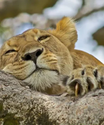 tree climbing lion queen elizabeth uganda yellow zebra safaris
