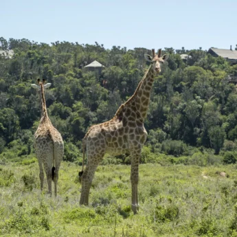 giraffe in eastern cape, south africa safaris