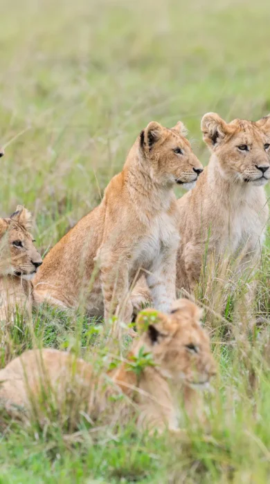 lions maasai mara kenya yellow zebra safaris