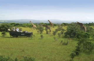 giraffe game drive, eastern cape safaris, south africa