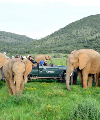 elephant game drive, kariega game reserve, south africa