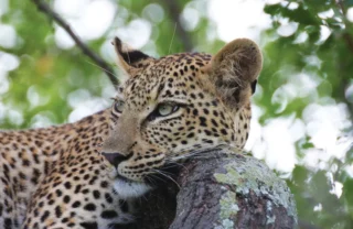 leopard, marakele national park, south africa safaris