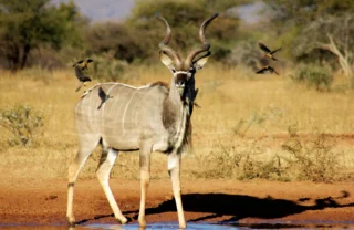kudu, marakele national park, south africa safaris