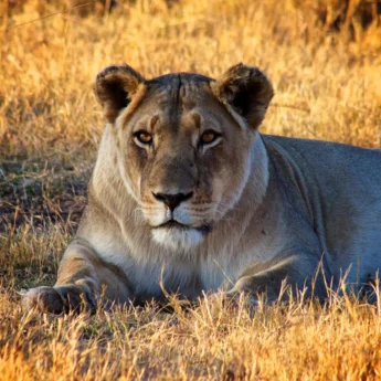 lion safaris, marakele national park, south africa