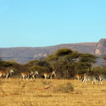marakele national park wildlife, south africa safaris