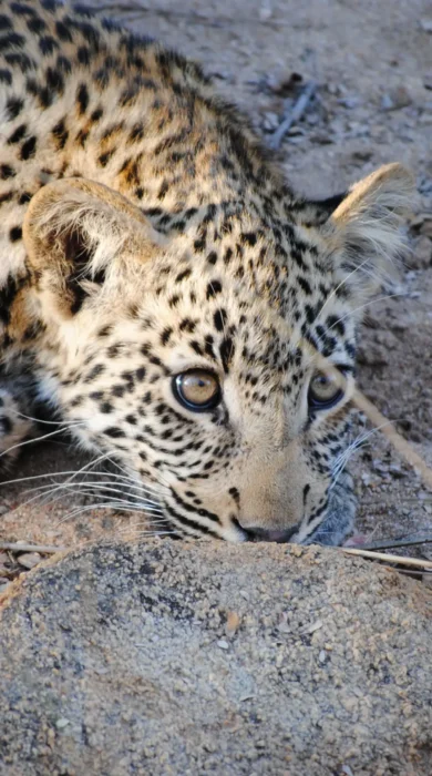 leopard cub, thornybush game reserve, south africa safaris