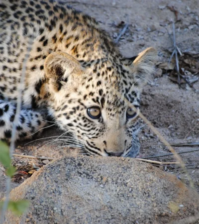 leopard cub, thornybush game reserve, south africa safaris