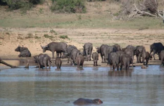 buffalo and hippo, thornybush game reserve, south africa