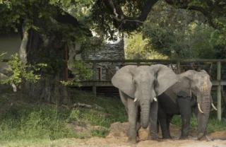 elephant safaris, manyeleti game reserve, south africa