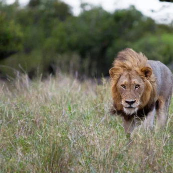 lion safaris, manyeleti game reserve, south africa
