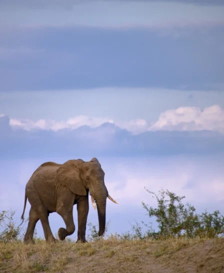 elephant in manyeleti game reserve, south africa safaris