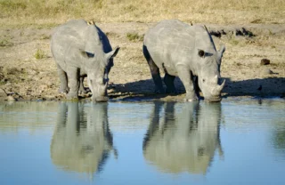 rhino safaris, manyeleti game reserve, south africa