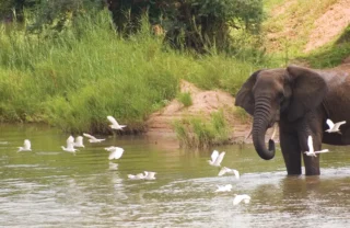 elephant safaris, makuleke contractual park, south africa