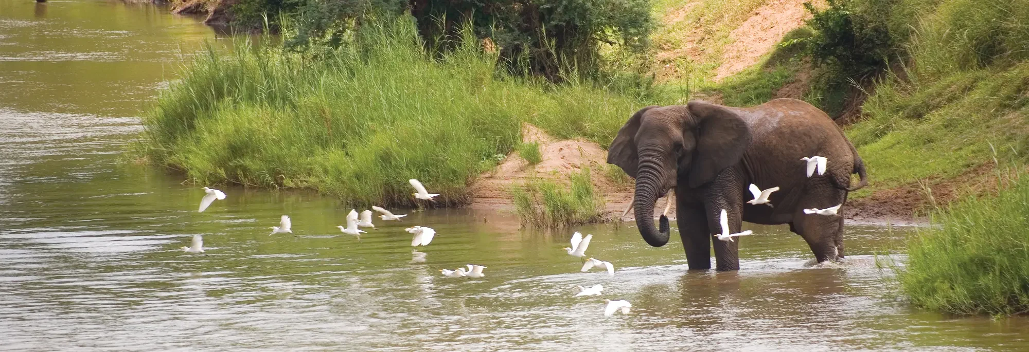 elephant safaris, makuleke contractual park, south africa