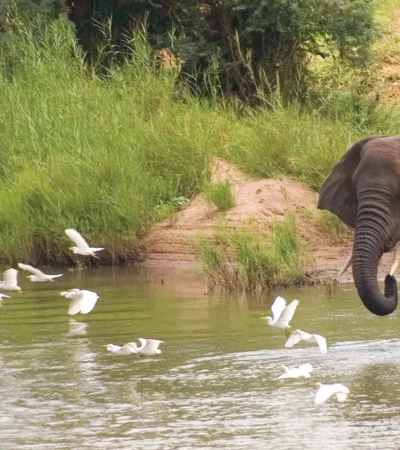 elephant safaris, makuleke contractual park, south africa
