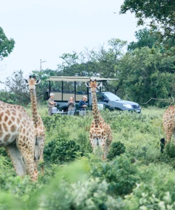 giraffe game drive, isimangaliso wetland park, south africa