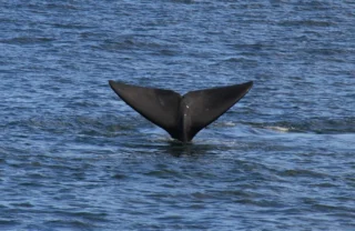 whale tail in south africa, areas and experiences