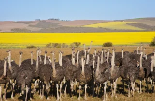 ostrich in the garden route, south africa safaris