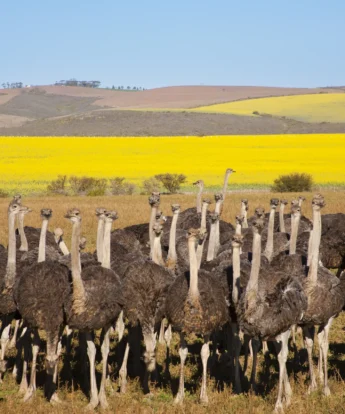 ostrich in the garden route, south africa safaris